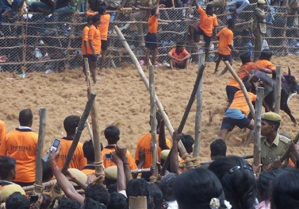 PETA Goes to Supreme Court for Jallikattu Ban