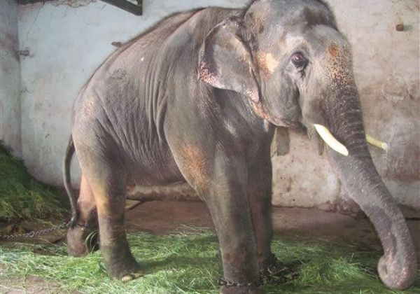 Paul McCartney Pleads for Elephant