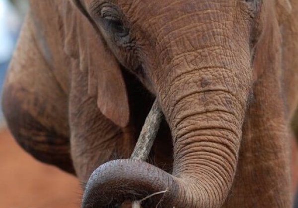 No Elephants Allowed at Festival, Says AWBI