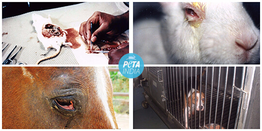It’s World Week for Animals in Laboratories