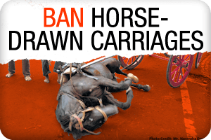 ban horse carriages