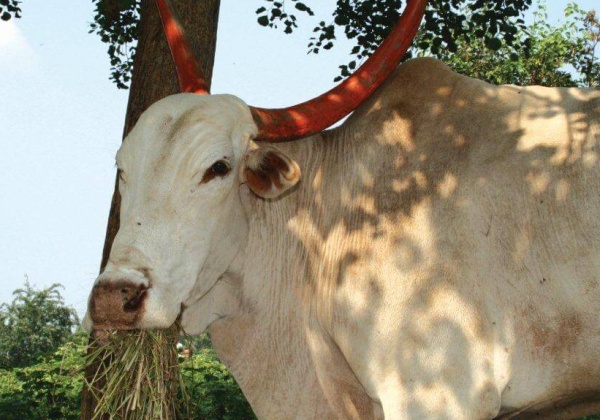 Supreme Court Bans Jallikattu, Bull Races and Bullfights