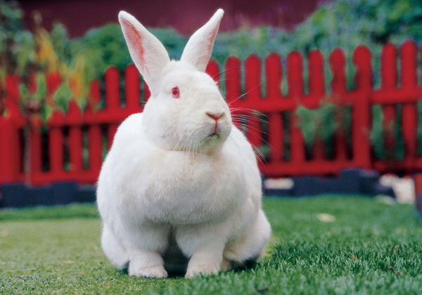 Cosmetics Testing Ban on Animals Now Permanent