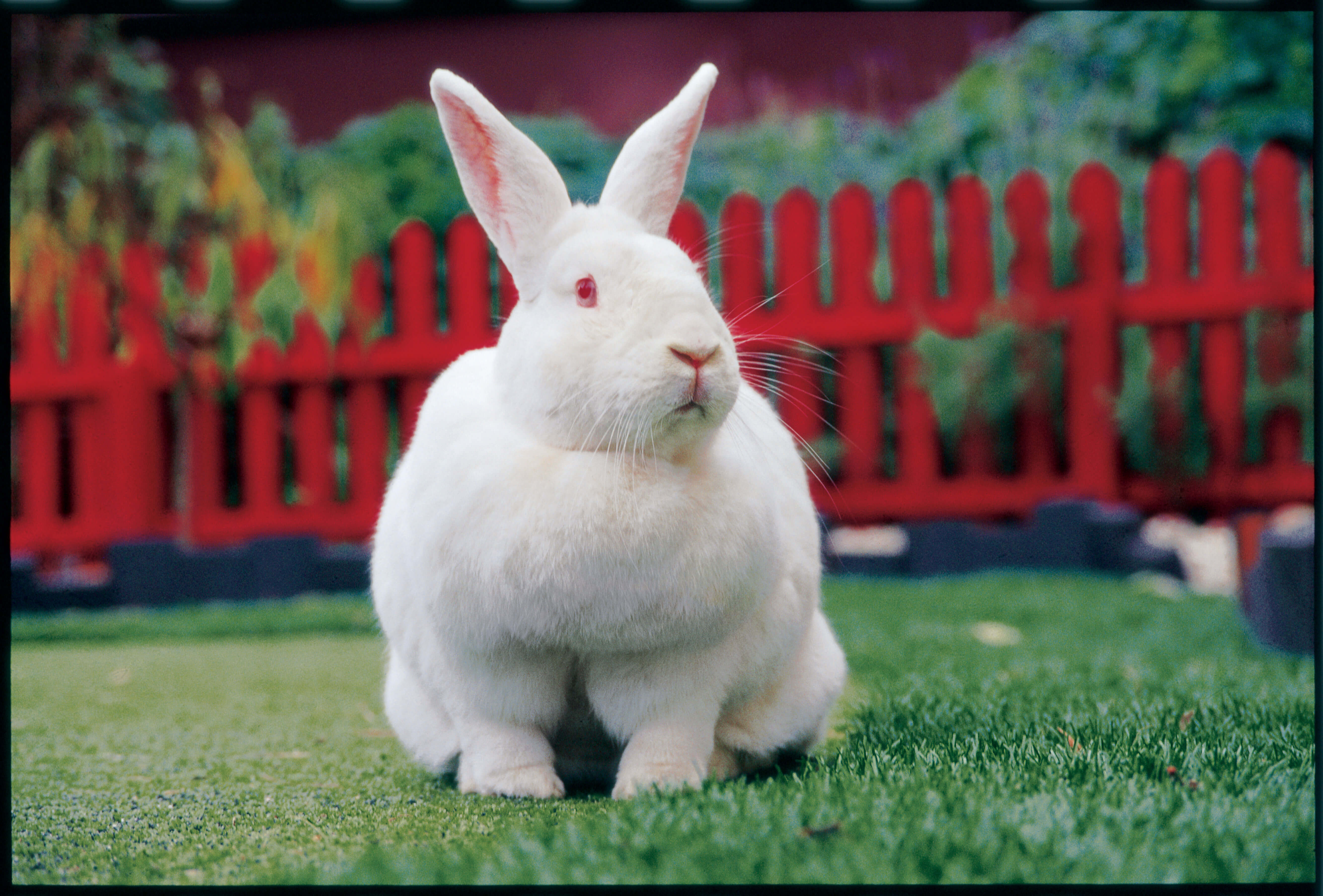 Cosmetic Testing Banned On Animals Cosmetic Testing Banned On Animals