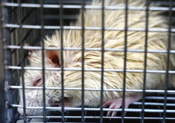 Medical Council to Universities: Use Non-Animal Teaching Methods