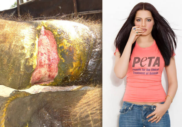 Celina Jaitly Files Police Complaint Over Sunder