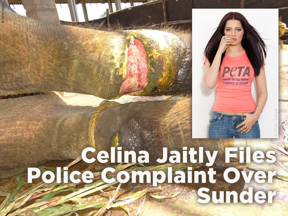 celina-jaitly-sunder-police-complaint