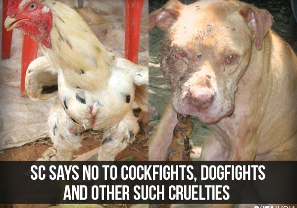 SC Says Cockfights, Dogfights Must End