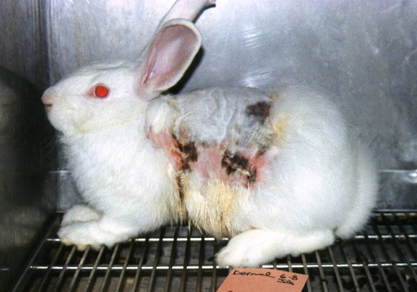 Import Ban on Animal Tested Cosmetics Near