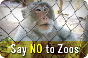 Say NO to Zoos