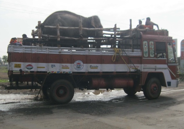 Sunder en Route to His New Home