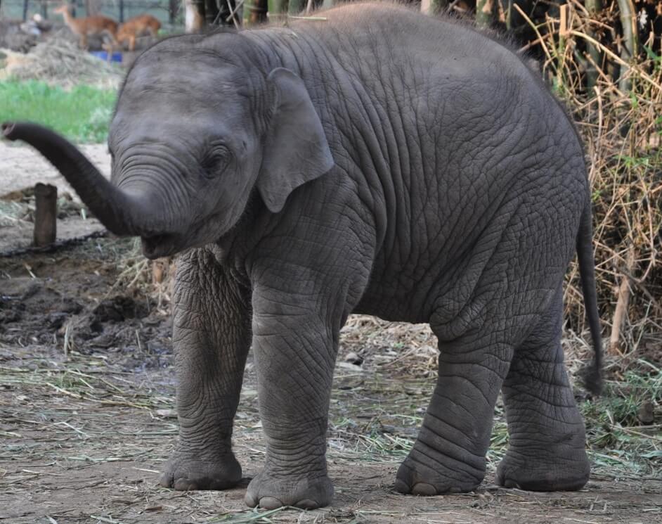 baby-elephant