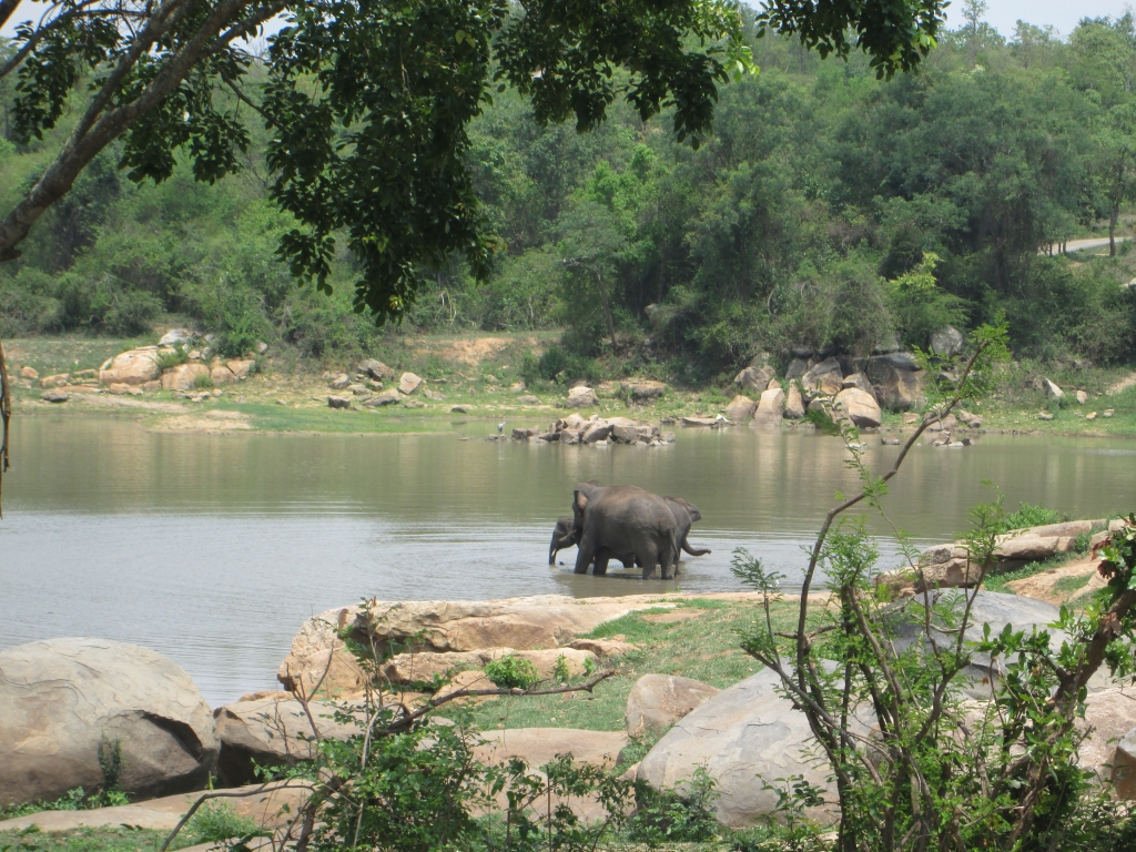 elephant-care-centre-sunder