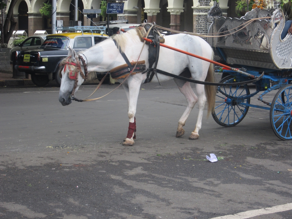 mumbai-horse-carriages