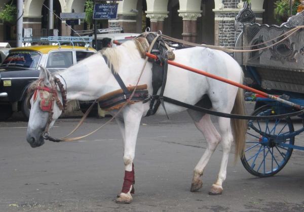 Mumbai Victoria Drivers Issued Challans
