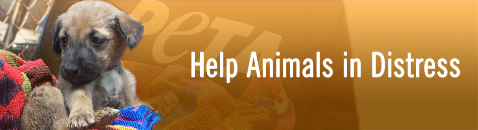 Help Animals in Distress