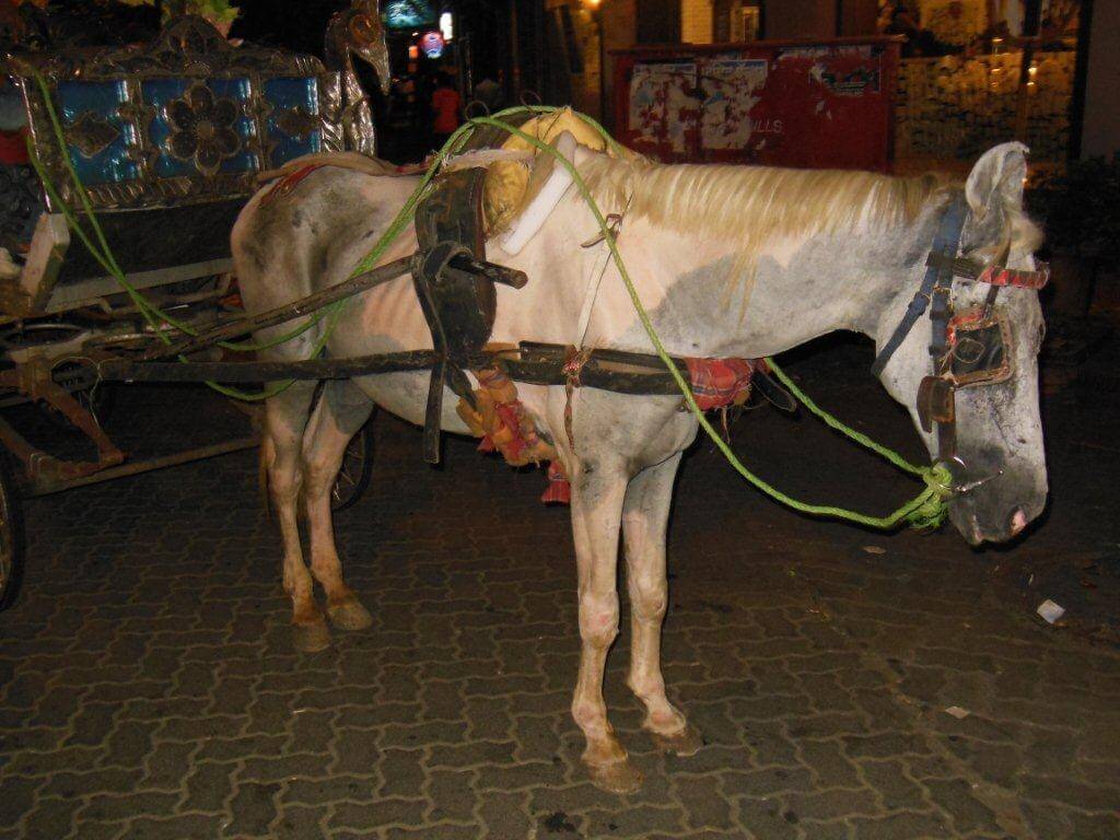 progress-horse-carriages-banned-in-colaba