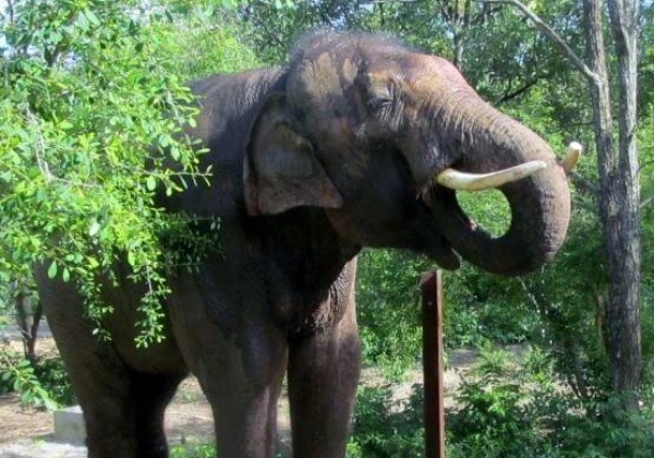 PHOTOS and VIDEO: Sunder Blossoms