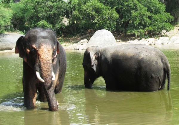PHOTOS: Sunder and Lakshmi Take a Bath