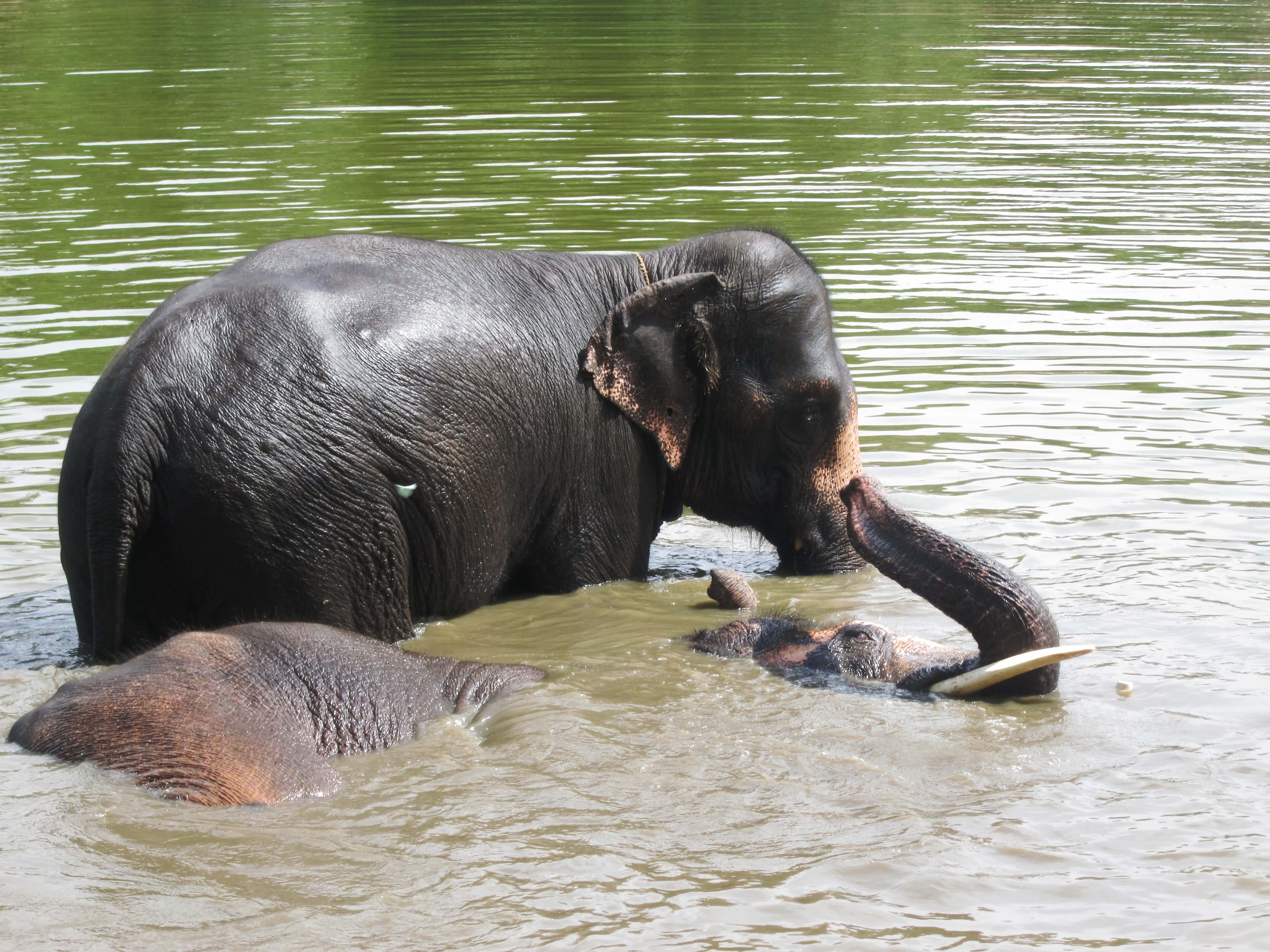 Sunder uses his trunk as a snorkel and to reach out to Lakshmi.