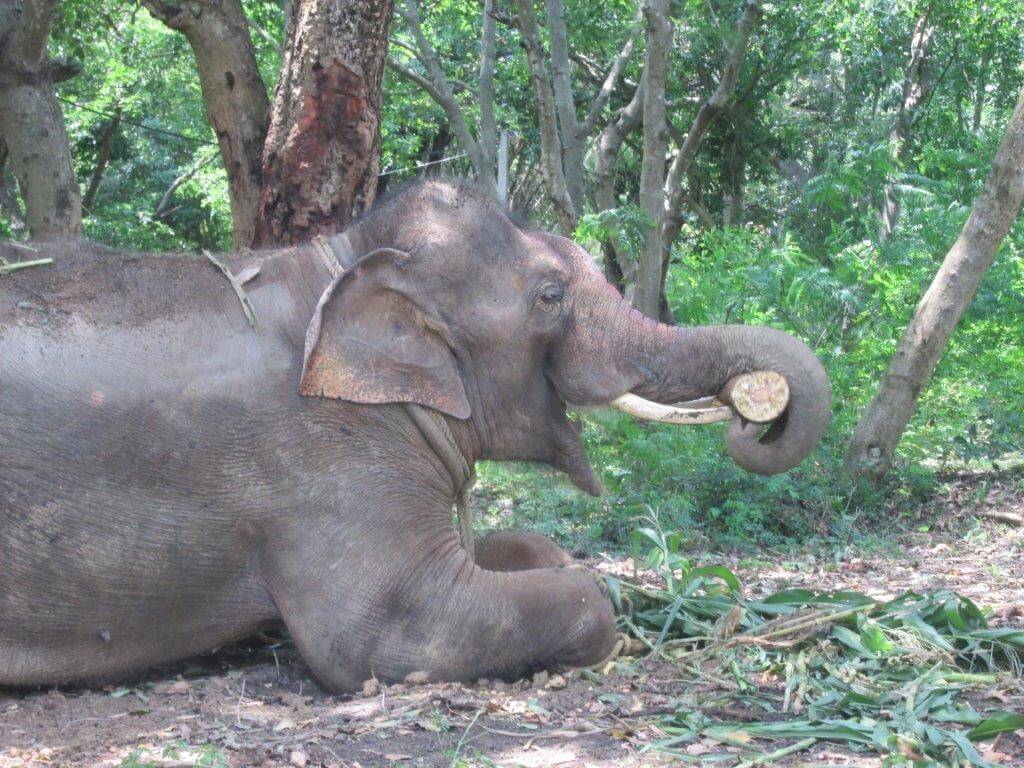 Sunder is already making himself at home at his new home