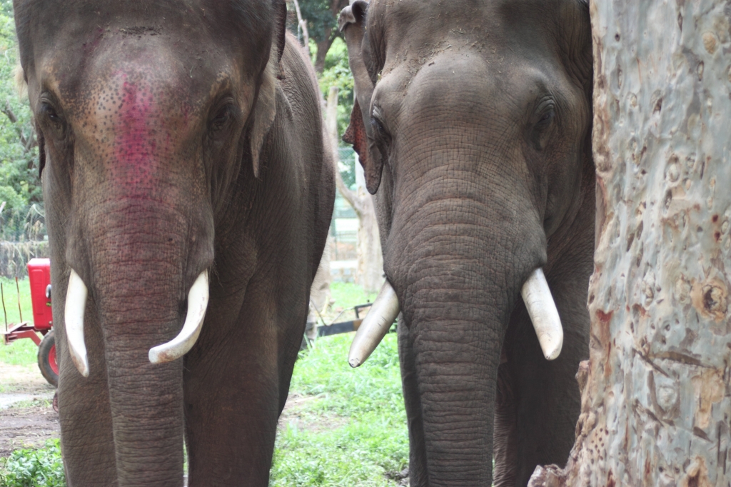 Sunder and Van Raj get to know each other .
