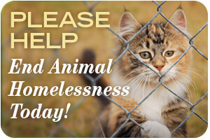 300x220-pledge-animalhomeless-cat