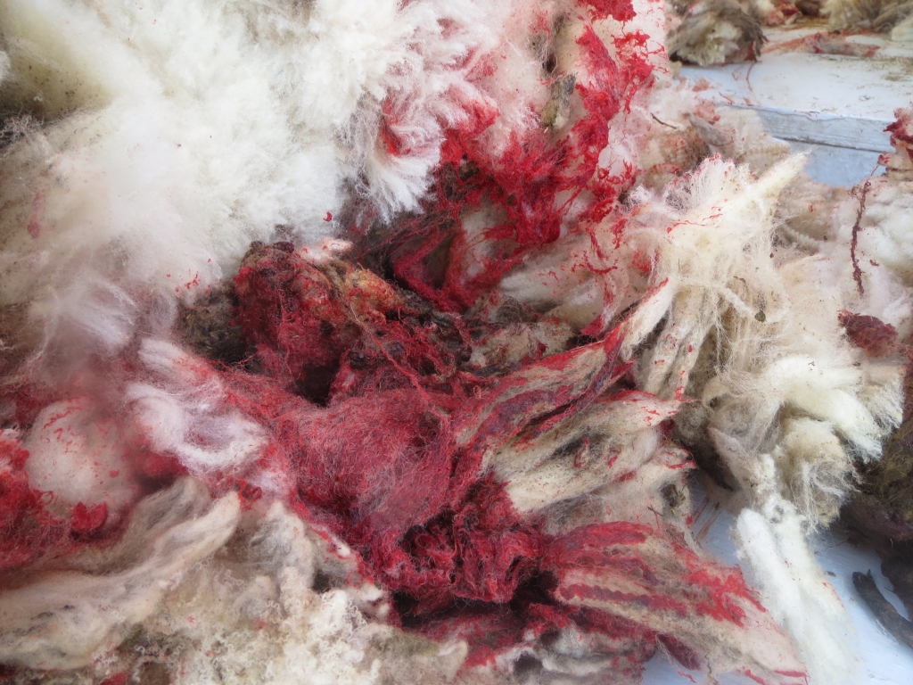 PETA US' investigator often found blood-soaked pieces of wool after shearers, who work quickly and roughly, severely cut sheep's bodies – even cutting at least one sheep's penis.