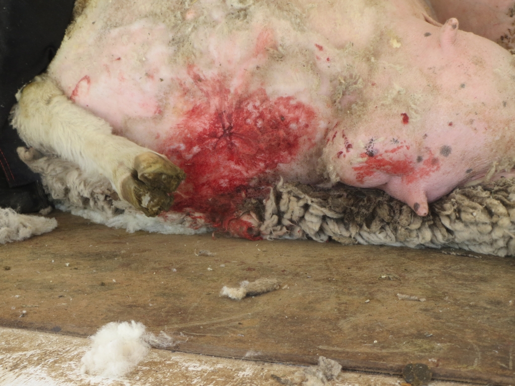 Workers didn't give sheep any painkillers before pushing needles through their flesh to try to close gaping, bloody wounds caused by shearing.