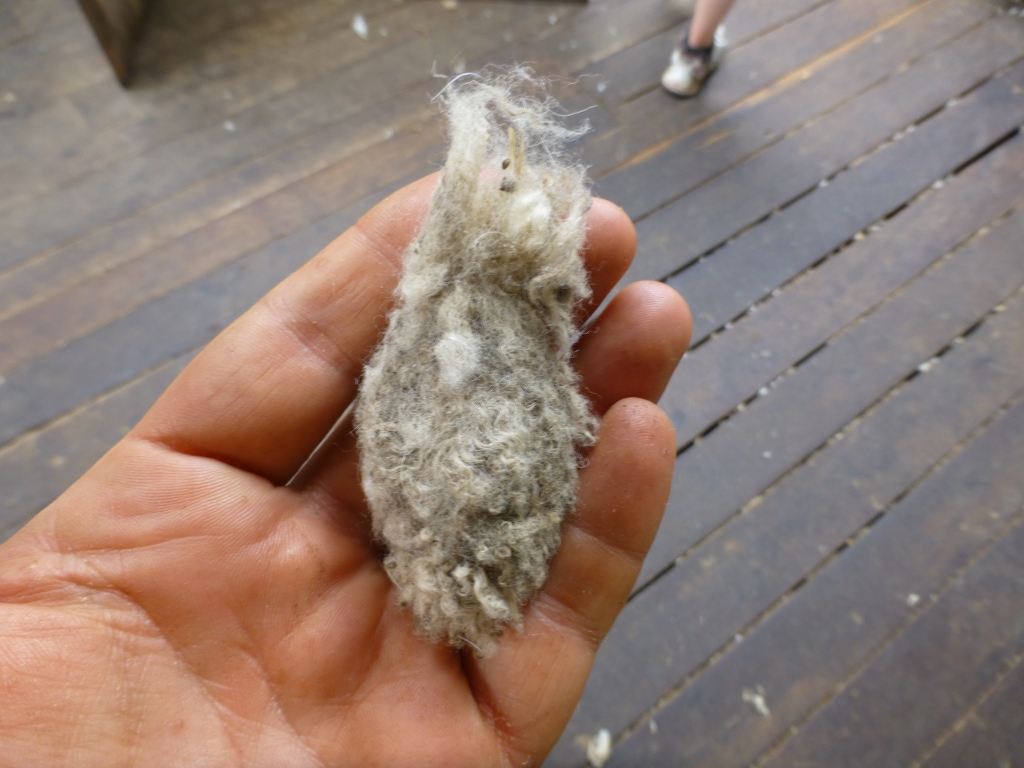 Another "ball bag" – the testicles and scrotum cut off by a shearer along with the wool – was found on the floor. 