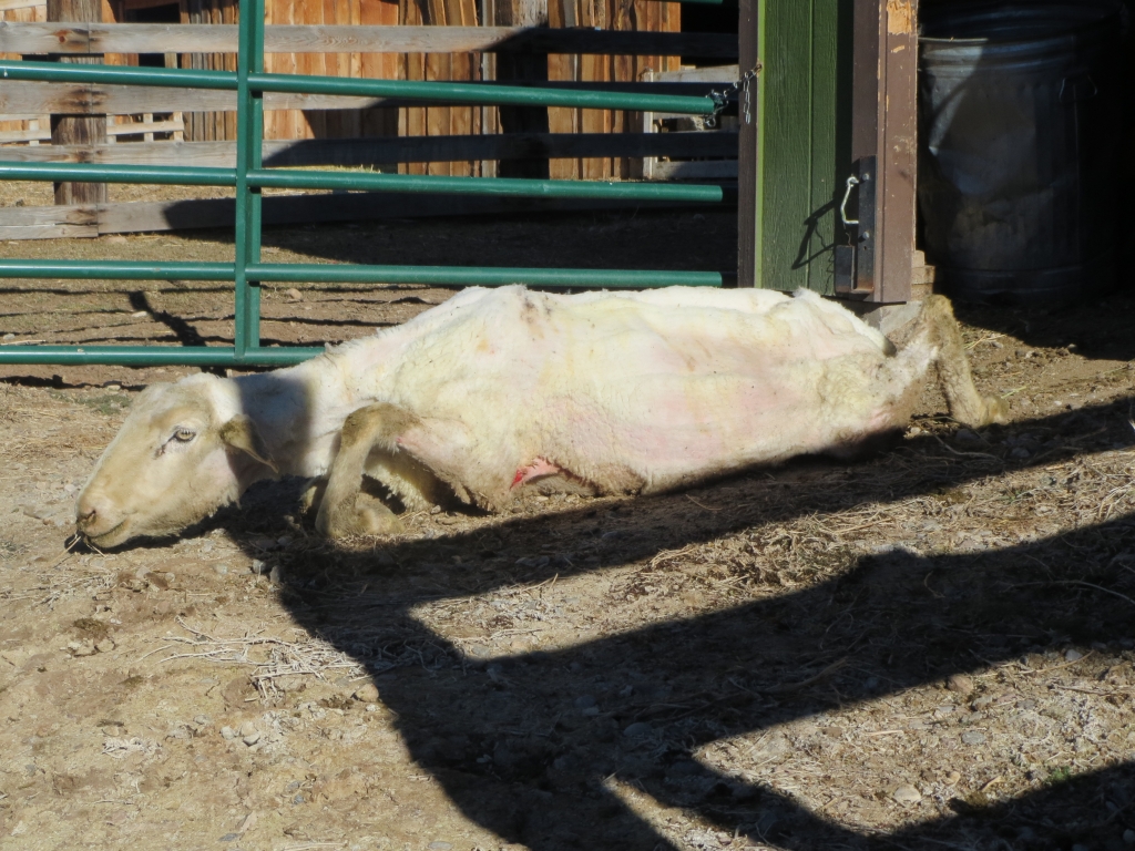 This sheep, who could not stand, was sheared and then dragged across the ground and outside a shed. She was left to lie like this, without water.