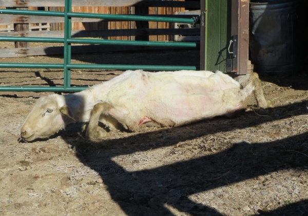 14 Photos That Will Change Your Mind About Wool