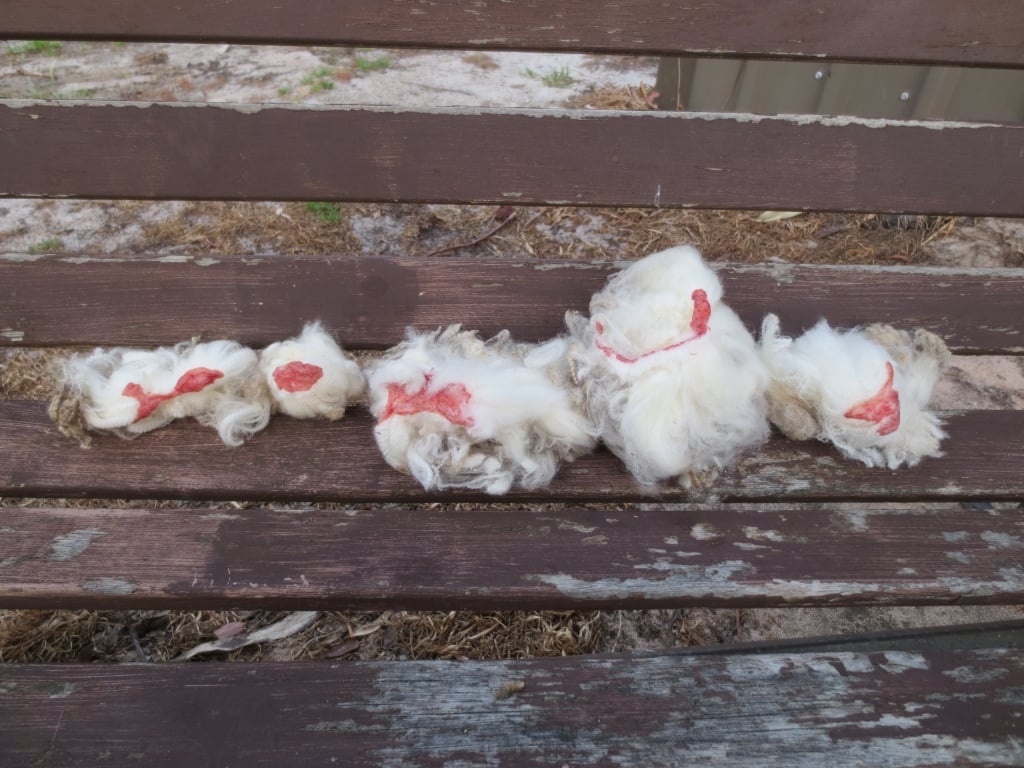 Shearers cut off large swaths of sheep's skin, such as these, along with their wool and often wounded the animals. The investigators never saw any wounded sheep receive veterinary care.