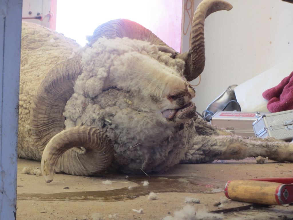 Workers hauled this ram into a trailer to be sheared and left him like this overnight. He was found dead in the morning, and a shearer cut the wool off his corpse.