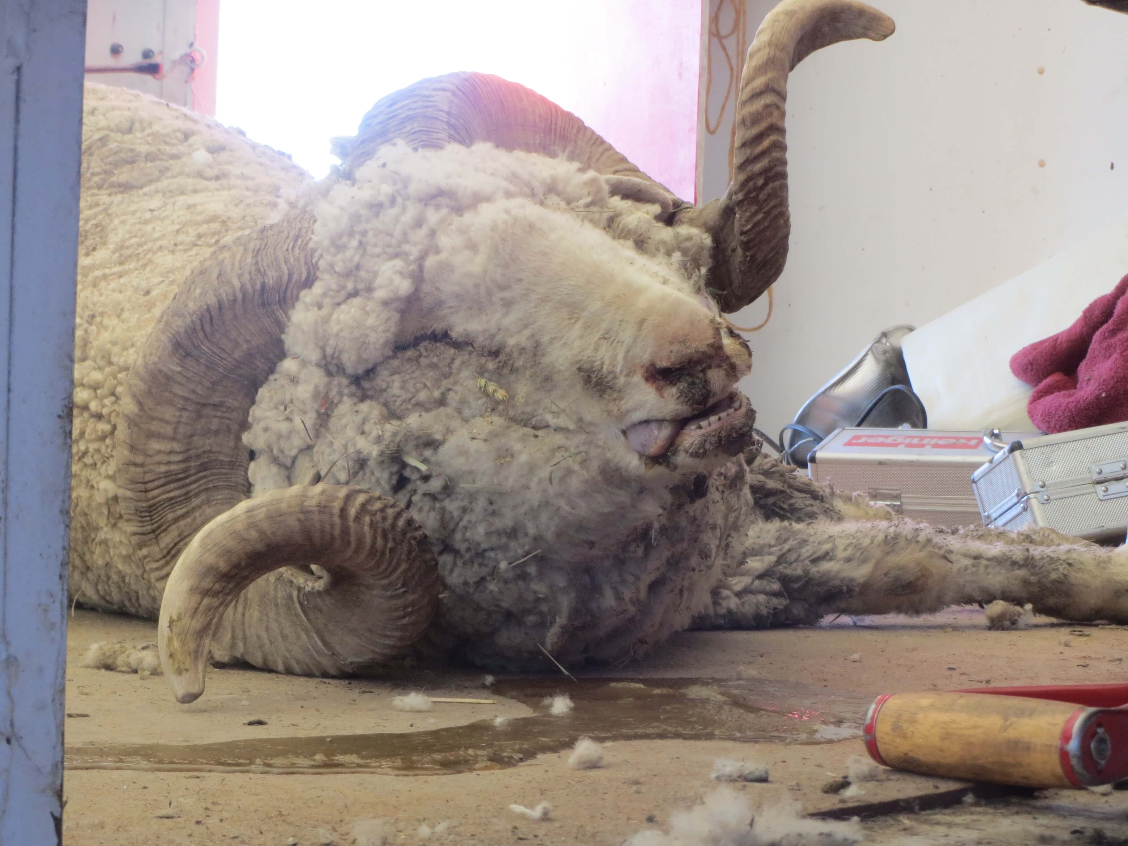 14 Photos That Will Change Your Mind About Wool - Blog - PETA India 14 Photos That Will Change Your Mind About Wool - Blog - PETA India