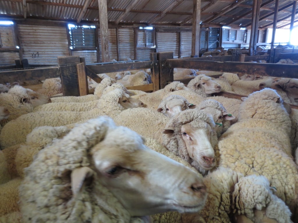 Food and water are withheld, sometimes overnight, in part so that the sheep will put up less resistance when shearers are handling them.