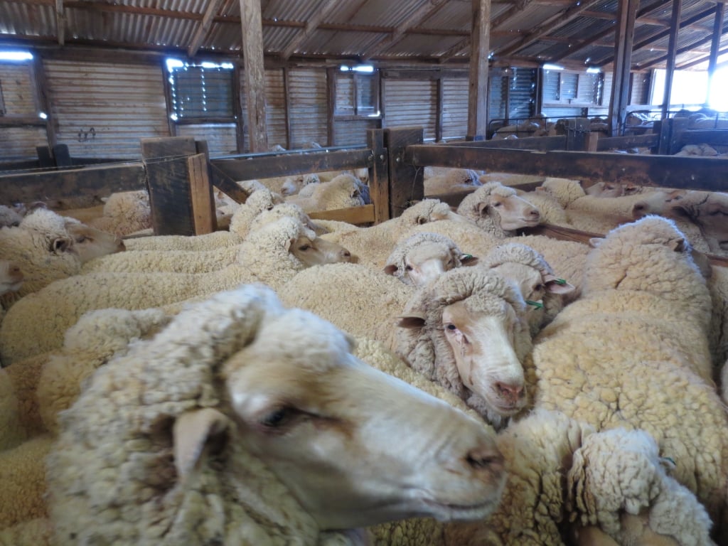 Food and water are withheld, sometimes overnight, in part so that the sheep will put up less resistance when shearers are handling them.