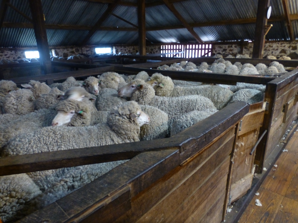 Sheep are kept in extremely crowded pens. 