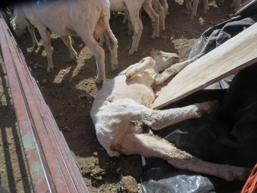 Shorn sheep were often thrown and kicked down chutes. This animal lay in danger of being trampled by the next sheep shoved down the ramp until PETA US' investigator helped her stand up