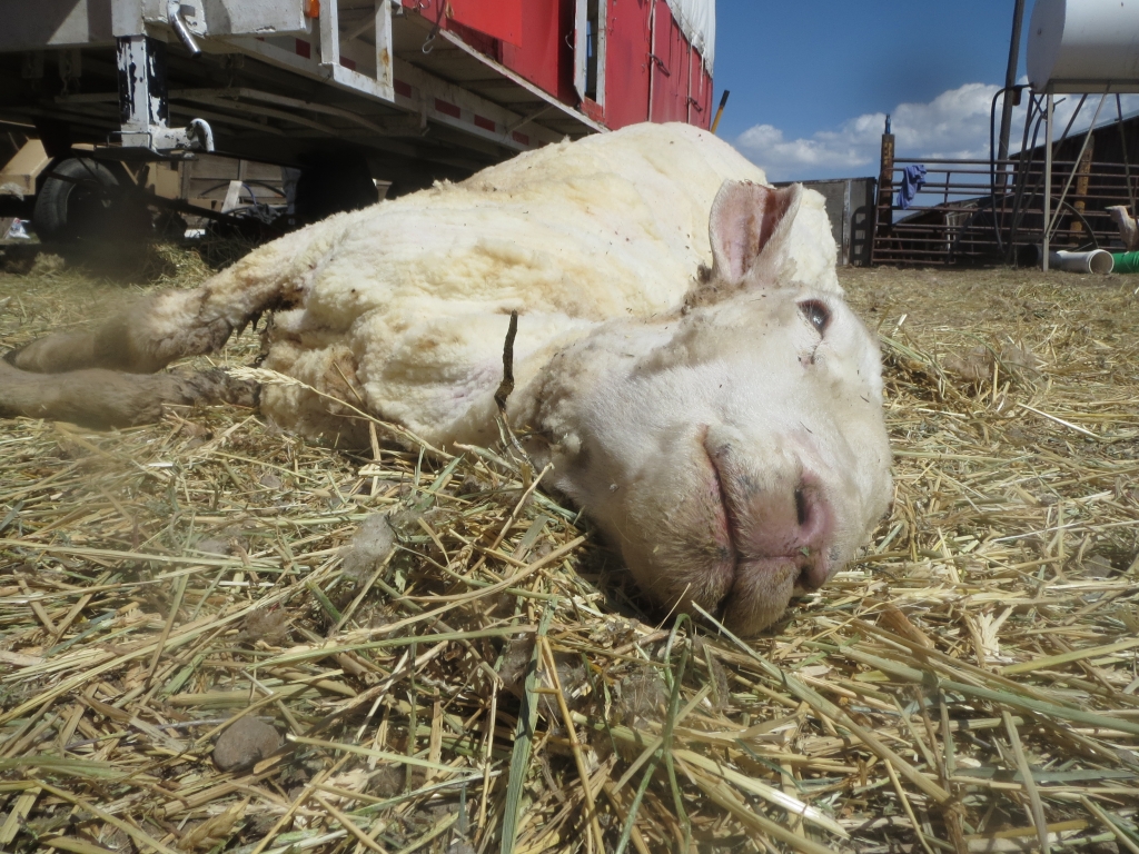 This sheep died while her wool was being clipped off. A shearing crew boss said of sheep who die during shearing, "It happens … every year".