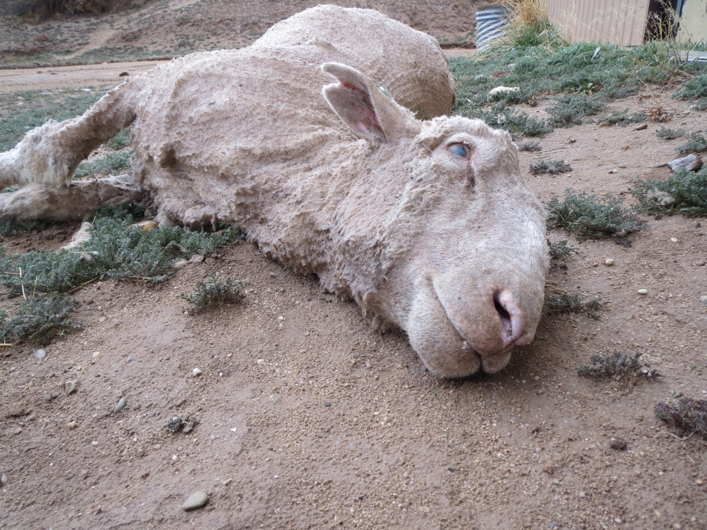 A shearer repeatedly twisted and bent this sheep's neck, breaking it. The shearer kicked the sheep head-first down a chute. PETA US' investigator found her dead.