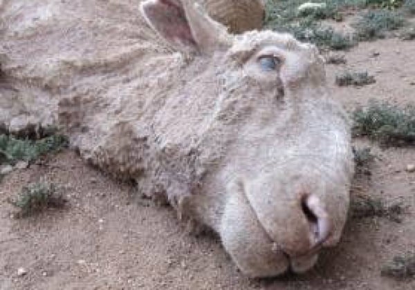 HELP NOW: Sheep Killed, Punched, Stamped on and Cut for Wool