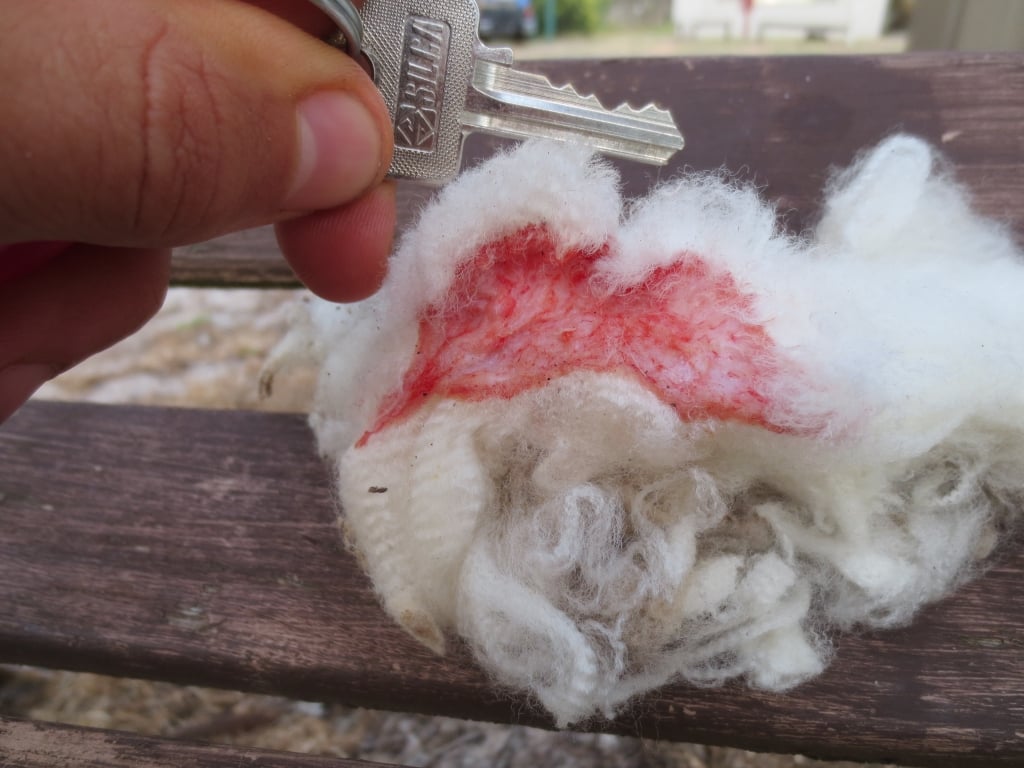 Chunks of sheep's skin – up to 4 inches long – were found so often that one farm had a box marked "Skin," into which wool handlers tossed pieces of flesh. 