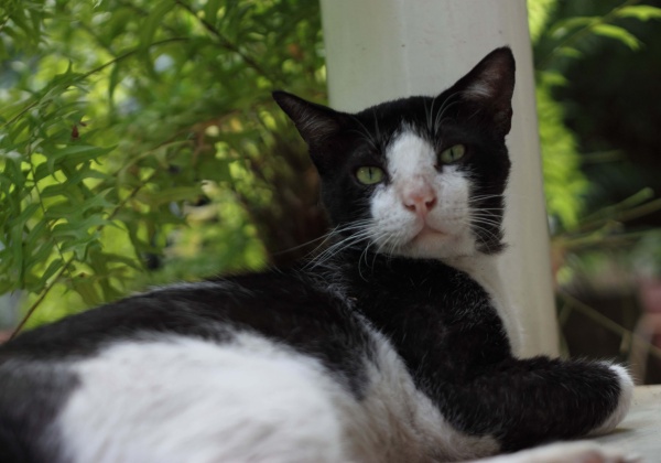 PETA’s Rescued Cats