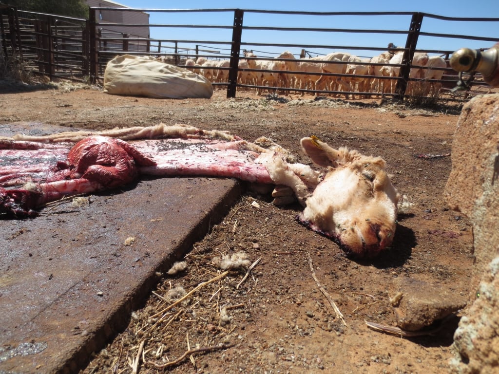 Unprofitable Australian sheep are often shipped to the Middle East to be slaughtered or are killed on farms. This animal's butchered remains were left in full view of other sheep. 