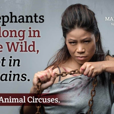Mary Kom Knocks Out Circuses for Abusing Elephants