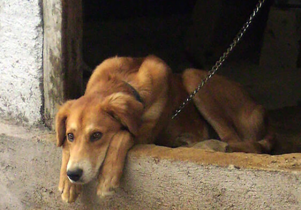 Set Dogs Free!