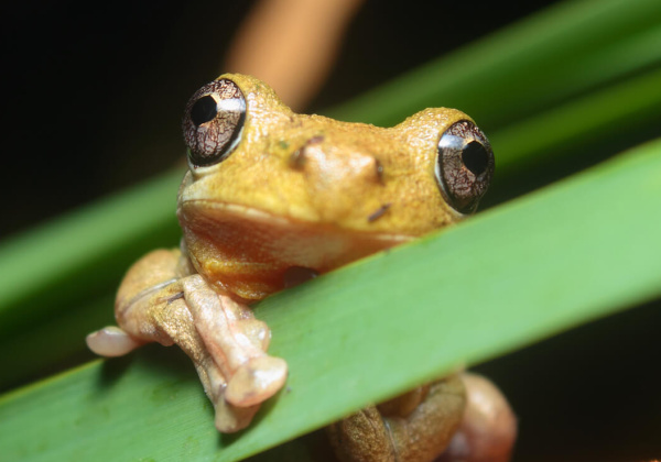 PETA Offers Froguts Virtual Dissection Software Discount for Educators