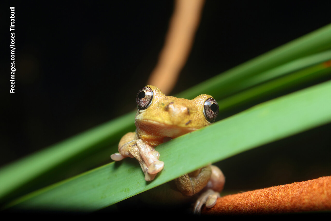 virtual frog dissection for free virtual frog dissection for free