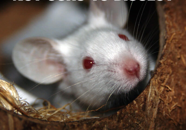Victory! UGC Bans ALL Animal Dissection